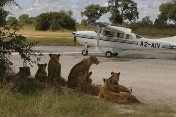 Only in Africa! Part 2 (43 pics)