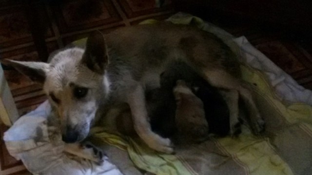Мама-собака позвала прохожих на помощь, когда ее щенков затопило водой