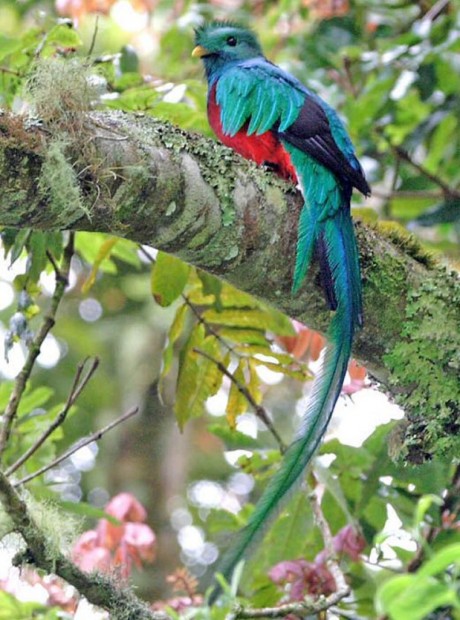    (. Pharomachrus mocinno) (. Resplendent Quetzal)