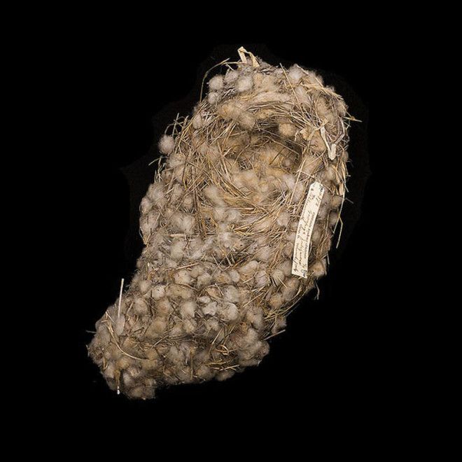 Galapagos-Finch-Nest-sharon-beals