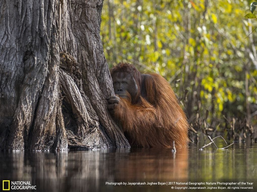 33 fotos, que a revista National Geographic chamou as melhores fotos de vida selvagem de 2017