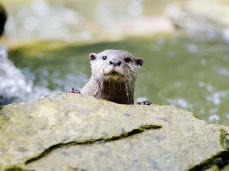 animals 23 � ��� ����������� ������