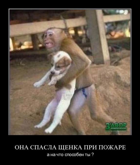 Демотиваторы, правильный фотограф... Демотиваторы, правильный фотограф...