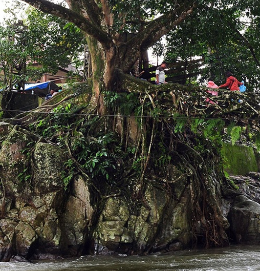    Jembatan Akar