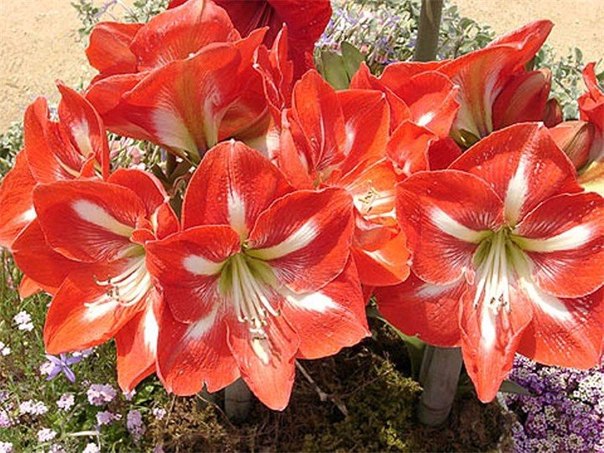Hippeastrum уход в домашних условиях Hippeastrum уход в домашних условиях