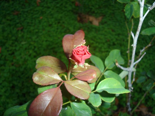 Роза (Rosa)