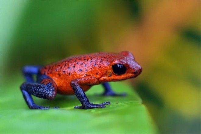 10 опасных животных, которых все считают милыми и добрыми 10 опасных животных, которых все считают милыми и добрыми