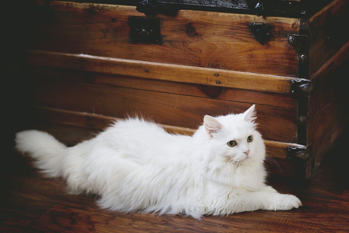 Источник фото: https://pixabay.com/ru. Примерно таким он стал....К сожалению, это было 7 лет назад и фото не сохранилось