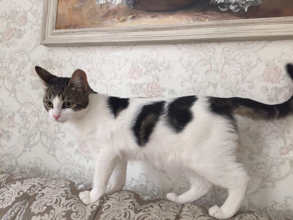 Я-то знаю, ну просто чувствую, что я - кошка необычная! Я-то знаю, ну просто чувствую, что я - кошка необычная!