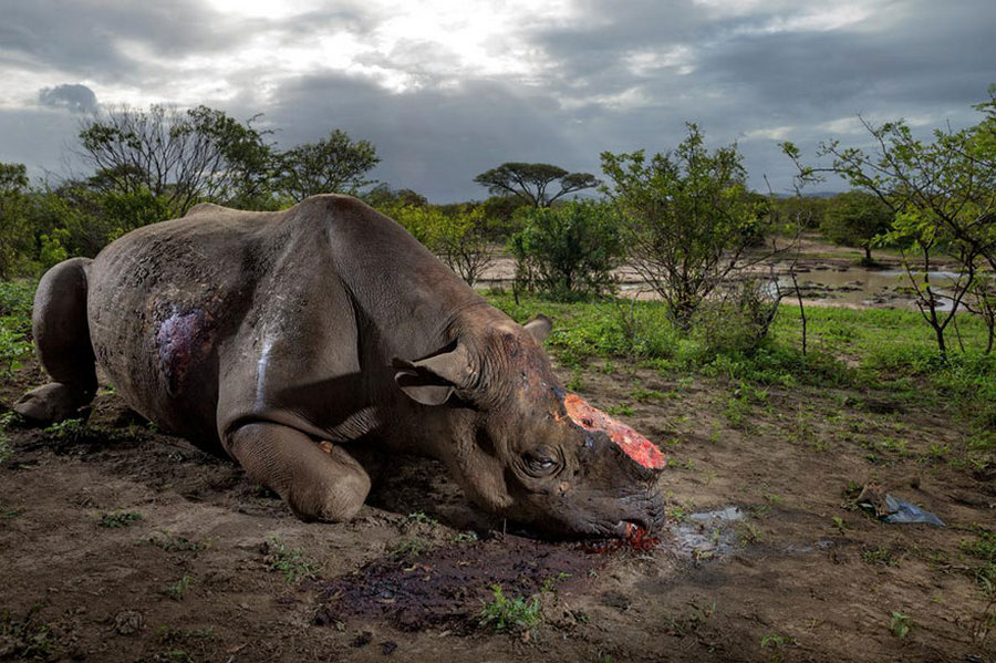 20 лучших фотографий 2016 года по версии National Geographic