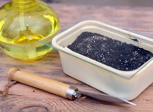 Лобелия, посадка семян на рассаду