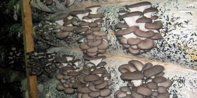 Как и где самому вырастить грибы: советы начинающим
