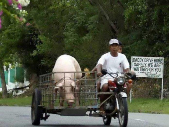 Смышленый кабанчик