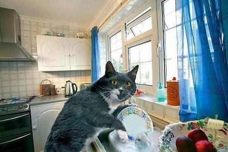 Идеальный котЭ