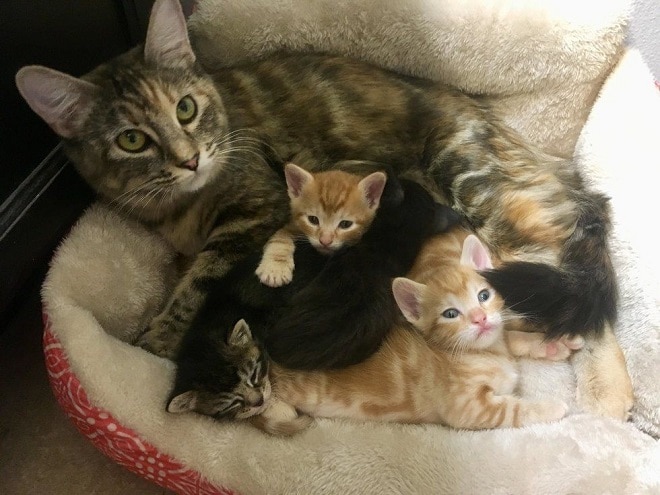 Котята возле мамы Кошка с котятами
