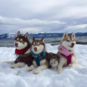 Кошка, которую спасли и вырастили хаски, теперь считает себя большой и отважной собакой Кошка, которую спасли и вырастили хаски, теперь считает себя большой и отважной собакой
