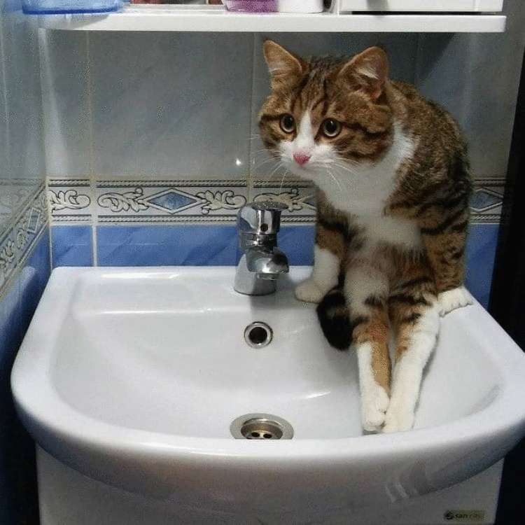 Смешные кошки, которые разучились сидеть по-кошачьи Смешные кошки, которые разучились сидеть по-кошачьи