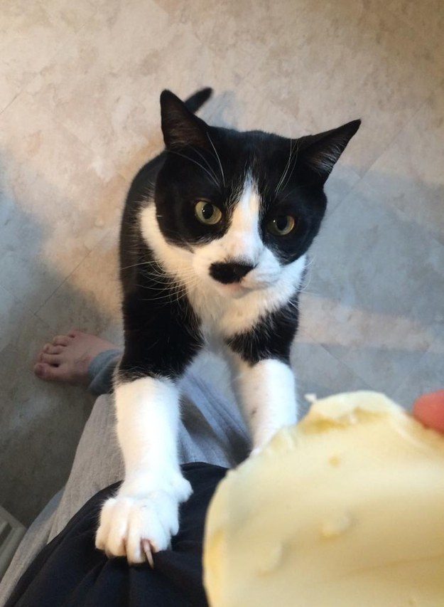 Фотографии котиков, которые растопят ваше сердце