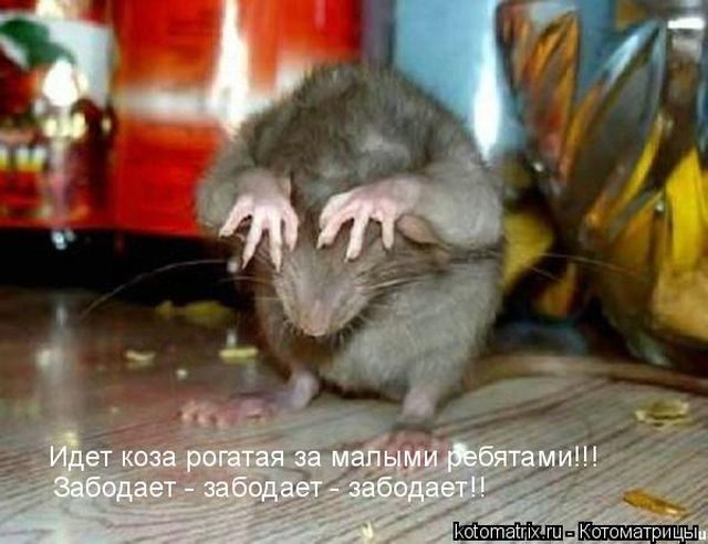 Смешные котоматрицы)) Смешные котоматрицы))