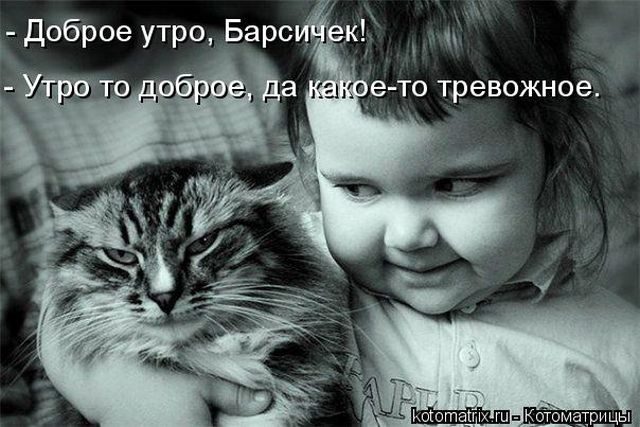 Смешные котоматрицы)) Смешные котоматрицы))