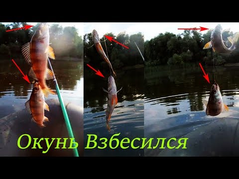 ловля окуня на поплавочную удочку летом видео ловля окуня на поплавочную удочку летом видео