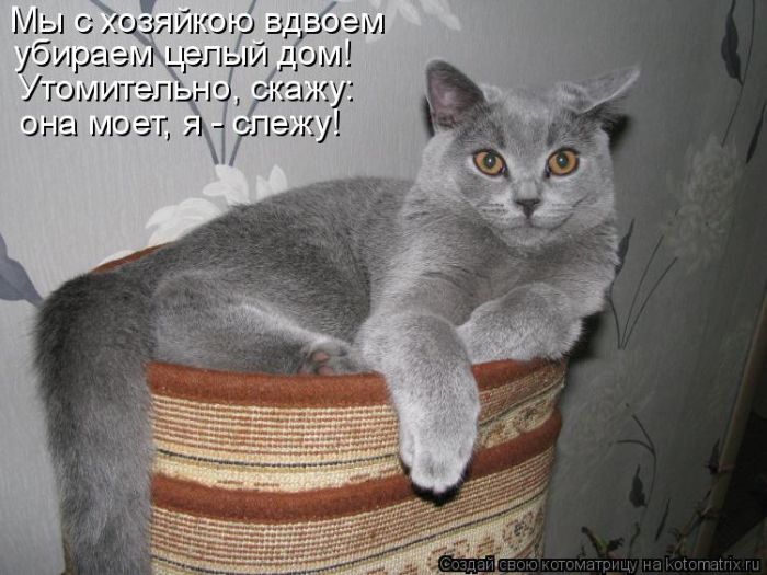 Лучшие котоматрицы недели (50 фото)