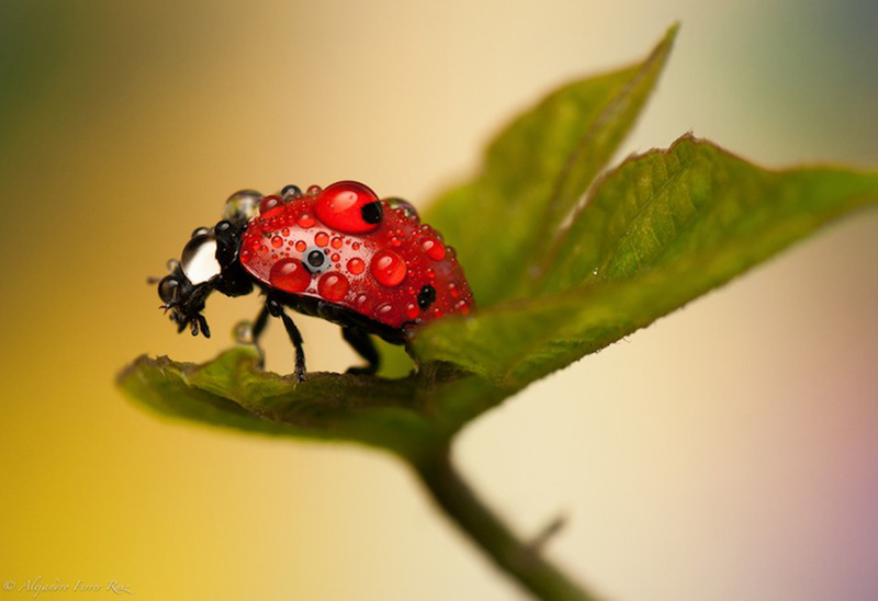 Ladybugs 2     