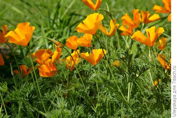 Эшшольция красиво цветет даже на бедных почвах, фото автора