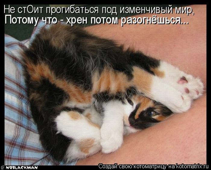 Лучшие котоматрицы недели (50 фото)