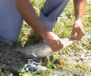 ловят пеленгаса в геленджике ловят пеленгаса в геленджике