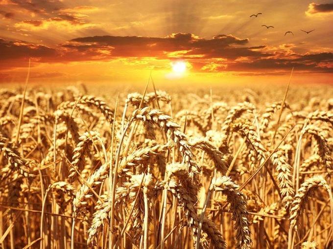Какой урожай зерновых на украине Какой урожай зерновых на украине