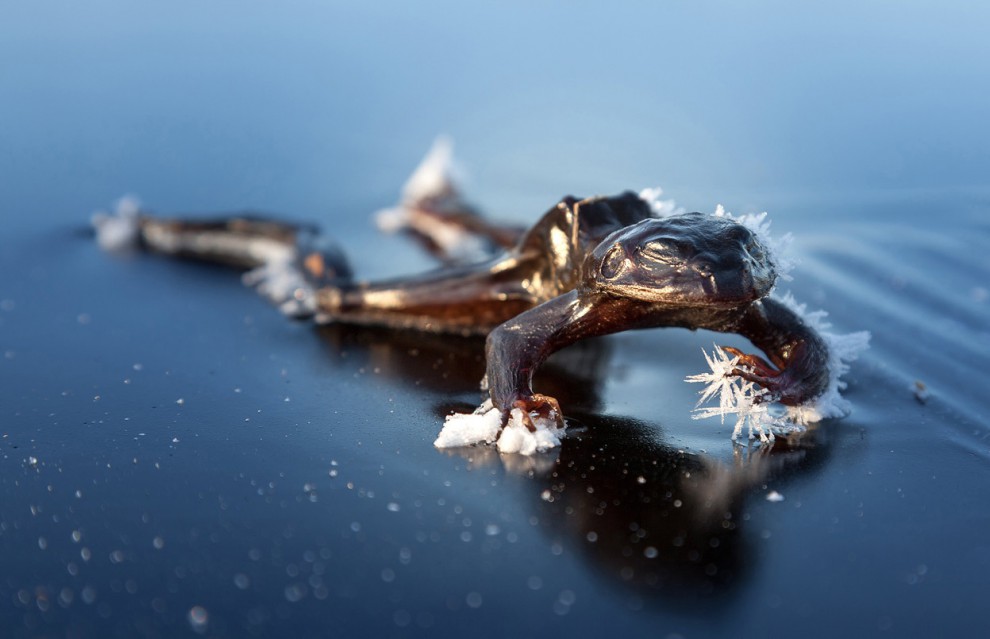 Фотоконкурс National Geographic Photo Contest 2013 (продолжение)