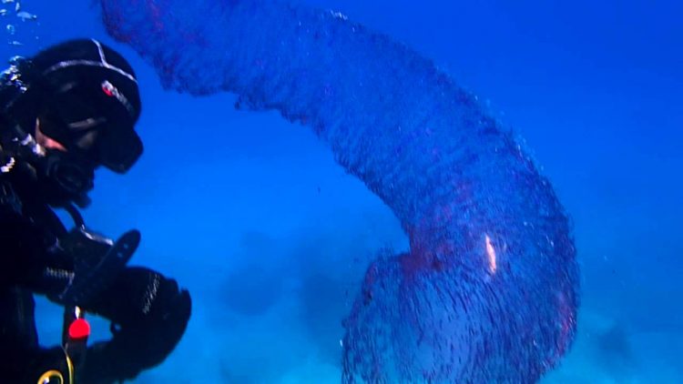 Водолазы-любители на дне океана столкнулись с таинственным светящимся существом… Только взгляните на это! Водолазы-любители на дне океана столкнулись с таинственным светящимся существом… Только взгляните на это!