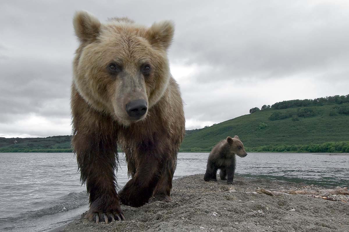 Медведи Камчатки  камчатка, лосось, медведи, нерест, природа России