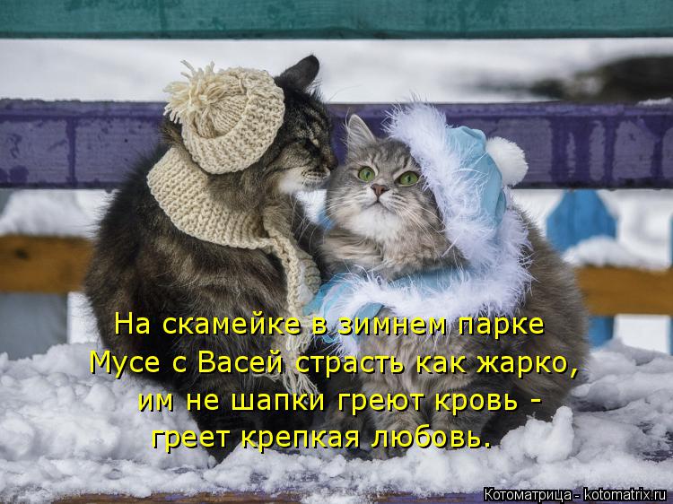 На скамейке в зимнем парке Мусе с Васей страсть как жарко, им не шапки греют кровь - греет крепкая л... Котоматрица: На скамейке в зимнем парке Мусе с Васей страсть как жарко, им не шапки греют кровь - греет крепкая любовь.