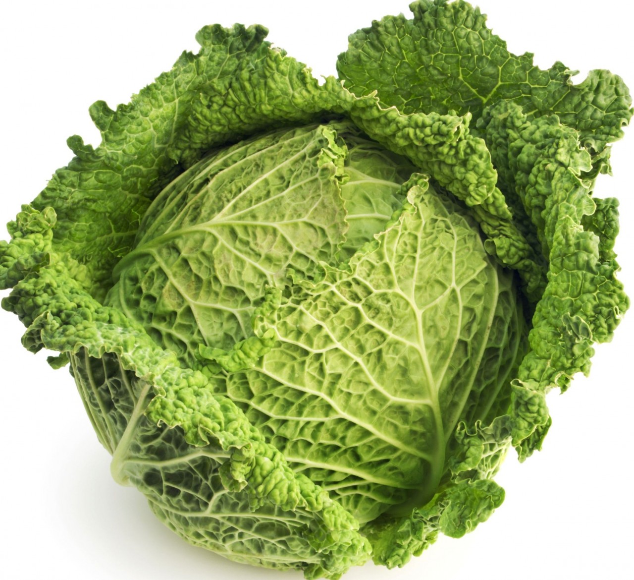 cabbage_1__ cabbage_1__