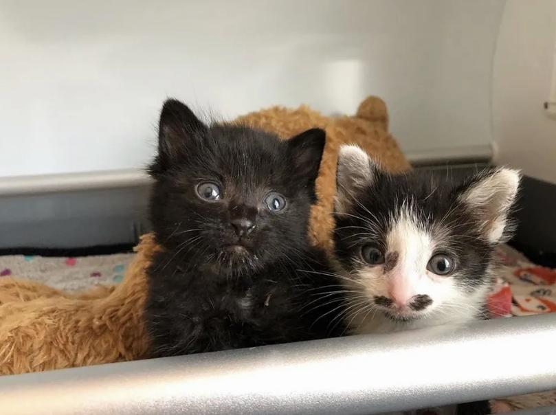 помощь котятам два котенка