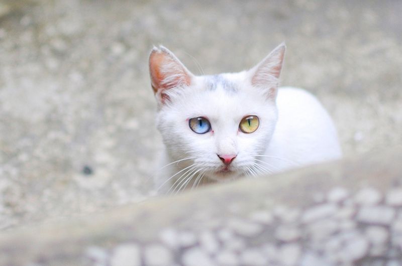 Heterochromia20  