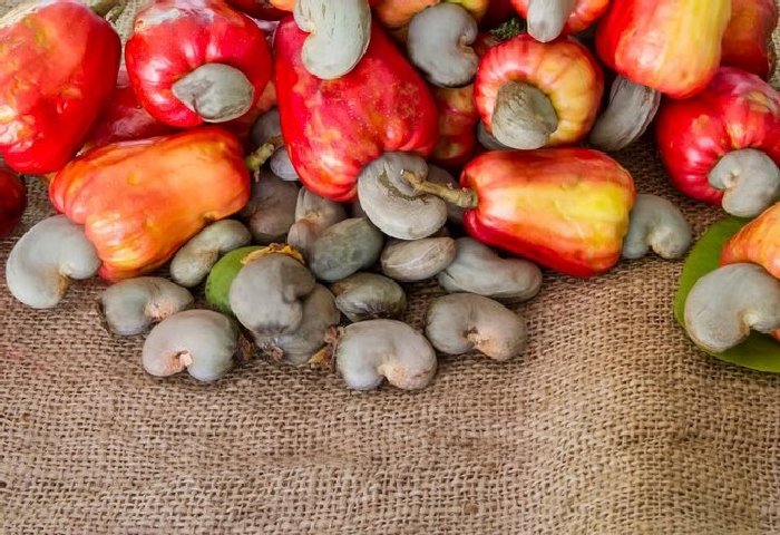Орехи кешью. \ Фото: flowertimes.ru. Орехи кешью. \ Фото: flowertimes.ru.