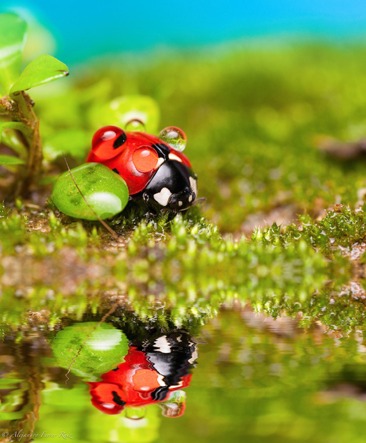 Ladybugs 8     