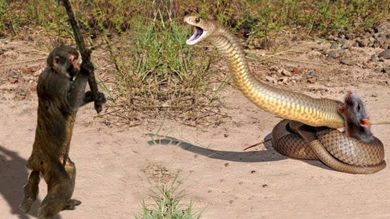 ООБЕЗЬЯНА СПАСАЕТ ГРЫЗУНА, КОТОРОГО ПРОГЛАТЫВАЕТ ГИГАНТСКАЯ ЗМЕЯ ООБЕЗЬЯНА СПАСАЕТ ГРЫЗУНА, КОТОРОГО ПРОГЛАТЫВАЕТ ГИГАНТСКАЯ ЗМЕЯ