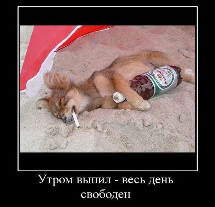 Демотиваторы (30 фото)