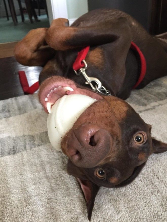 Everyone knows that dobermans are scary dogs.