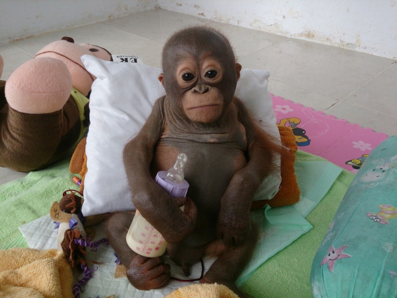 Защитники животных спасают истощенного детеныша орангутанга  орангутанг, спасение