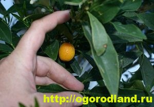 Кумкват. Что это за фрукт? Как вырастить кумкват у себя дома
