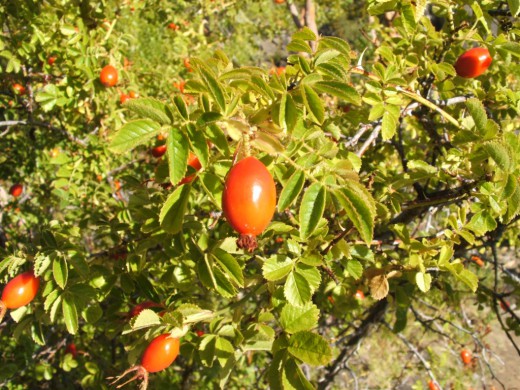 Роза (Rosa)