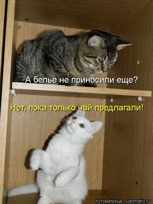 ����������� (49 ����)