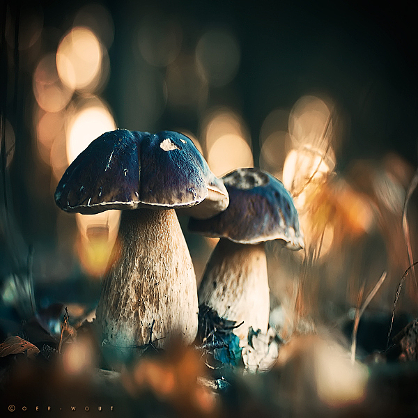 Nature Photography by Oer-Wout