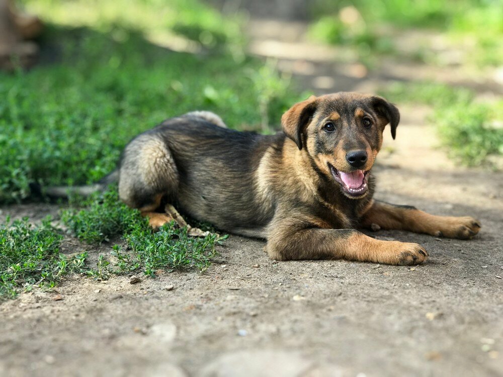 Привет, меня зовут Грей и я самый счастливый пёс на свете