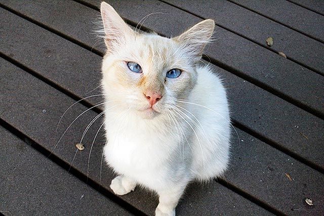 Милейшие косоглазые коты, чей изъян делает их уникальными Милейшие косоглазые коты, чей изъян делает их уникальными животные, косоглазые коты